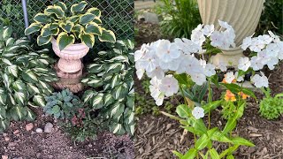 Planting my latest Perennial Plant Haul for the Sun and Shade Gardens [upl. by Leventhal]