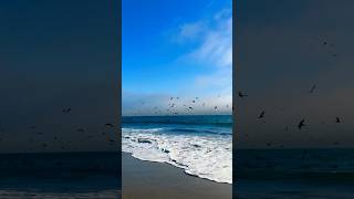 Cormorants in Action Diving for Fish at the Beach shorts [upl. by Iad309]