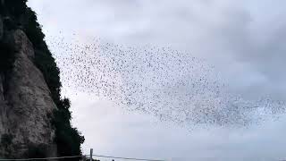 Nine Million Bats Flying from Bat Cave Battambang [upl. by Eicyal]