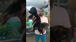 Show quality German Shepherd Puppies Available muralipet pets doglover [upl. by Llain384]