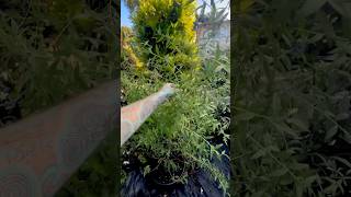 Growing Mugwort Artemisia Vulgaris Dream Herb paulstingray gardening [upl. by Ullund]