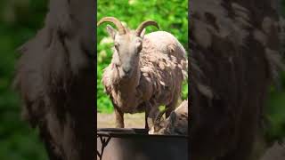 Crazy Wildlife  Bighorn Sheep [upl. by Volin]