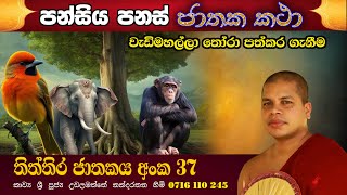 තිත්තිර ජාතකය  550 ජාතක කතා  thiththira jathakaya  udalamaththe nandarathana thero damsilu tv [upl. by Boccaj]