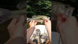 Lake Bass Fishing Mid day Buzzbait shorts [upl. by Erb89]