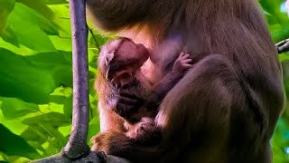 Big Congratulation and Big Surprise  MsRose was give a new born baby monkey pigtail so cute [upl. by Patin]