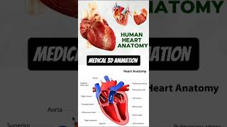 human heart anatomy  3D Animation  Biology with Aliya [upl. by Normie685]