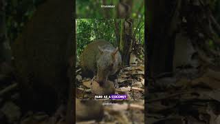 The Surprising Connection Between Brazil Nuts and Tiny Rodent BrazilNuts Agouti AmazonRainforest [upl. by Yruj]