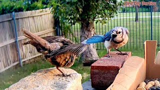 Cowbirds Deceptive Move Against Blue Jay [upl. by Cooke]