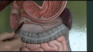 Anatomy 6 Gastrointestinal tract [upl. by Hennessey865]