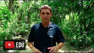 Educação Ambiental  Ecossistema e desequilíbrio ecológico [upl. by Iglesias]