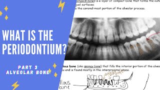 What is the periodontium Part 3  Periodontal Ligament Fibers Cementum amp Alveolar Bone [upl. by Nonaihr]