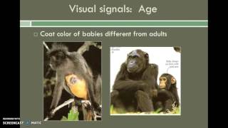 Lesson 9  Primate Behavior amp Social Organization [upl. by Ettenna86]