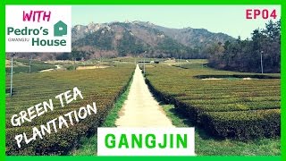 GANGJIN Green Tea Plantation Secret Korean Garden amp Namdo Hanjeonsik  JEOLLA GO [upl. by Titos]