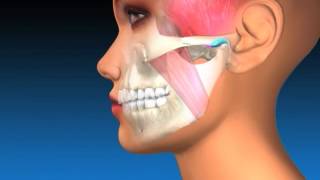 TMJ Explanation amp Therapy [upl. by Callum894]