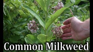 How To Identify Common Milkweed  Asclepias syriaca [upl. by Sussna]