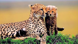 Meeth Gorgeous Cheetahs [upl. by Trimble825]