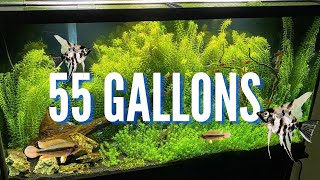 The Best Cichlid Stocking Options for 55 Gallon Aquariums [upl. by Ratha]