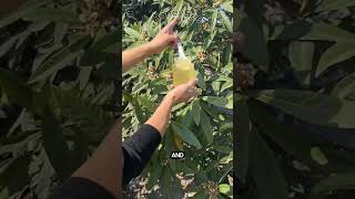 Enjoy the juicy harvesting honey 🐝🍯 honey honeybee shorts satisfying [upl. by Anse460]