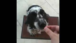 English Cocker Spaniel who has a nervous tic [upl. by Spancake]