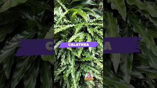 Calathea Rufibarba [upl. by Drofiar]