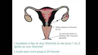 La méthode de lovulation Billings Vidéo formation [upl. by Poppy]