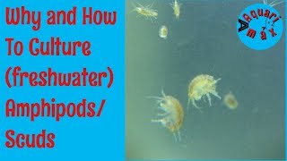 How to culture Freshwater AmphipodsScuds [upl. by Traver]