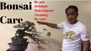 Basic Bonsai Lessons Tugas sa Bato Bonsai Care How to Repot a Bonsai Tree [upl. by Dixil]