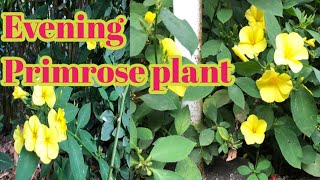 Health benefits of Evening primrose Oil in malayalamOenotheraWild plant [upl. by Culberson624]