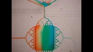 Microfluidic device with microvalves chamber area Folch lab [upl. by Dolph]