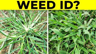 Identify Grassy Weeds in the Lawn including Dallisgrass Crabgrass Goosegrass and Bahiagrass [upl. by Ellenig945]