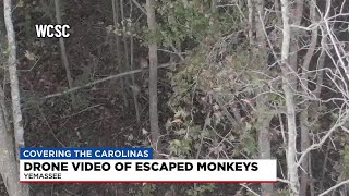 VIDEO Escaped monkeys spotted in woods near South Carolina facility [upl. by Monika381]