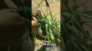 Tips for Spider PlantHow to save dying Spider Plant shorts viral [upl. by Halle]