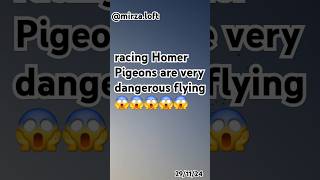 Racing homer pigeons are flying vidio viralvideo vlog ytshorts shortsbirdspigeonracingpiegon [upl. by Niwrek]