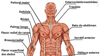 Atividade Prática Anatomia [upl. by Vyner]