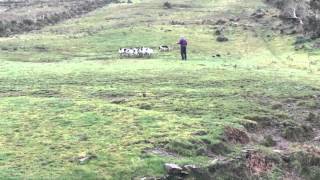 Demonstration of Sheep Herding in Ireland [upl. by Wiggins296]