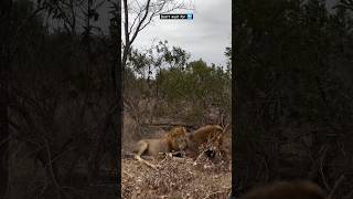 When two lions clash get meal shorts lion wildlife [upl. by Heinrik]