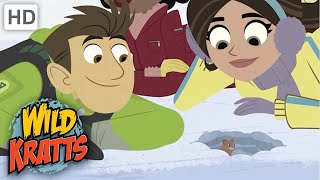 WILD KRATTS  Winter Creature  VOLE [upl. by Hallsy554]