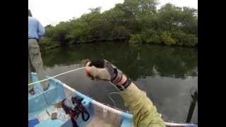 Jeffrey and John fly fishing the mangroves off of Isla Colón Bocas del Toro Panama [upl. by Stafford]