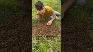 🐝Récupération d’un essaim d’abeilles au sol🐝 abeille bee apiculture ruche miel reine [upl. by Akemak]