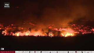 Day 63 Palm Trees Being Consumed from Lava Flow La Palma Volcano [upl. by Greerson]