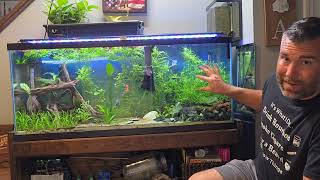 How Many Fish Can I Put In My Fish Tank fishtank fish aquarium [upl. by Epotimet]