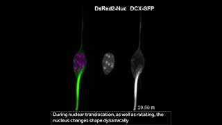 Microtubules spin the nucleus during neuronal migration [upl. by Yelyah27]