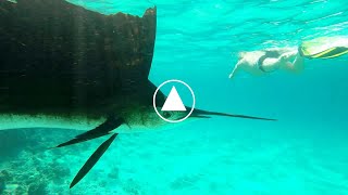 For a cause of climate change a sailfish is lost on a reef on the beach among swimmers [upl. by Adnot]