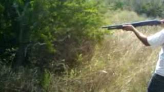 huge spider vs 12ga shotgun [upl. by Bick]