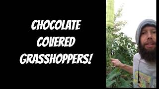 Chocolate covered grasshoppers [upl. by Ilonka]