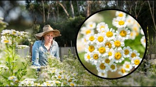 Growing Feverfew FAST and EASY from cuttings Matricaria [upl. by Anos]