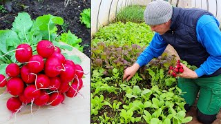 Garten im April  Radieschen und die Schnecken [upl. by Ilil]