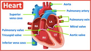 HEART ANATOMY in 3 MINUTES Memorize parts of the heart [upl. by Alrzc]