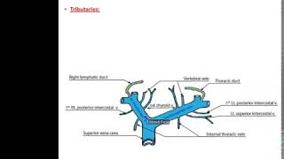 Veins of the Thorax  Dr Ahmed Farid [upl. by Ursula]