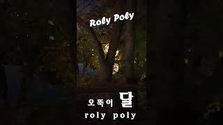 오뚝이 달 Roly Poly 한국민속촌 달 [upl. by Alemap908]